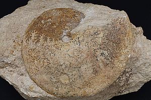Ammoniten 3540
